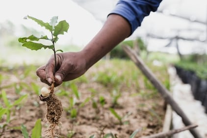 Plant a tree. (Unsplash) Plant a tree. (Unsplash)