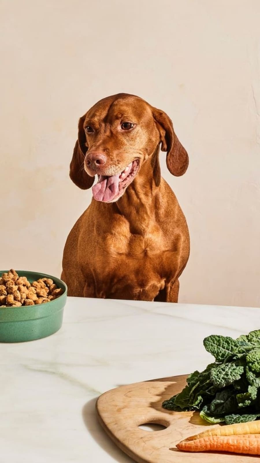 dogfood934