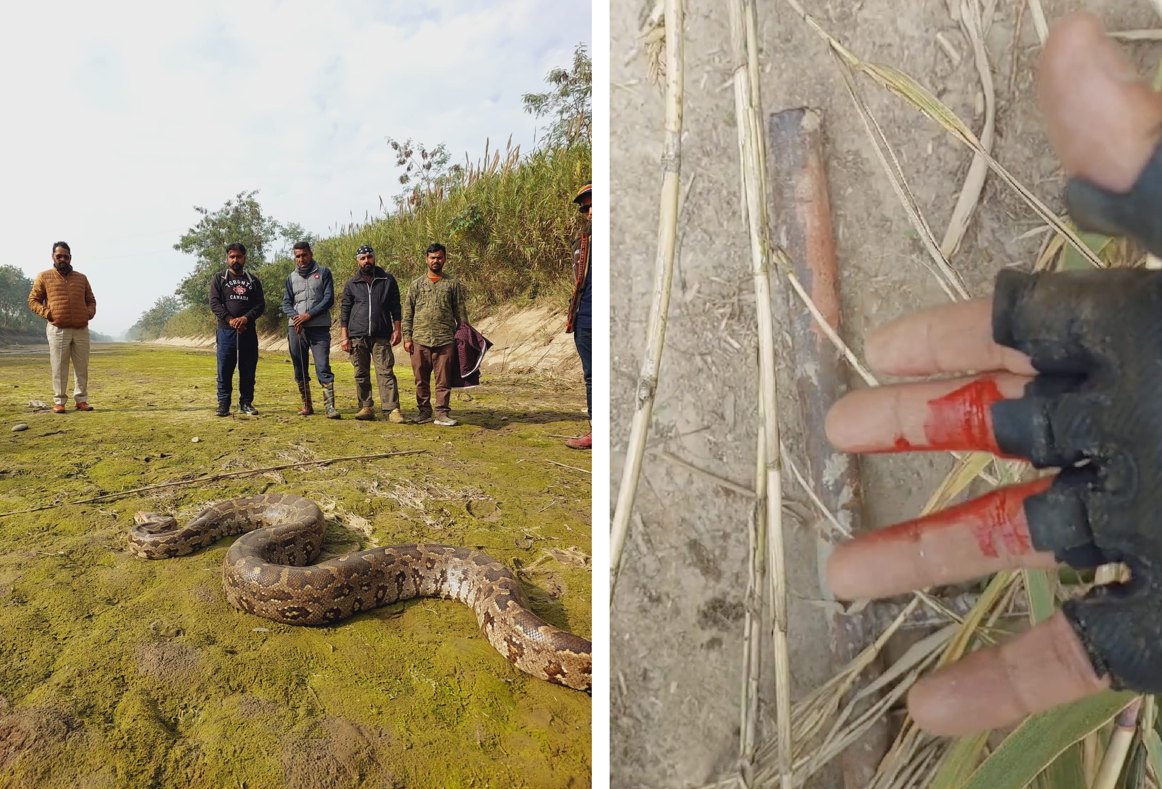 Garshankar wildlife division team with the 65 kg python in the canal bed; and Nikhil Sanger’s right hand bloodied by python bite. (Nikhil Sanger) Garshankar wildlife division team with the 65 kg python in the canal bed; and Nikhil Sanger’s right hand bloodied by python bite. (Nikhil Sanger)