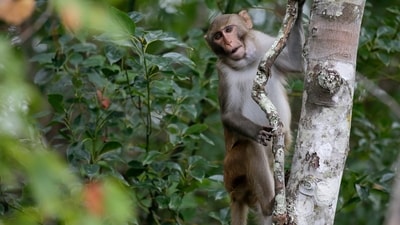 The victim couldn't escape the monkeys (Representational) The victim couldn't escape the monkeys (Representational)