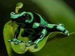 Poison_Dart_Frog