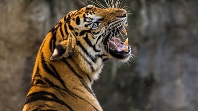 After a 47-year-old lady was killed by a tiger attack in Wayanad, Kerala, authorities on Sunday enforced a curfew in parts of Mananthavady Municipality. (Pixabay/representative) After a 47-year-old lady was killed by a tiger attack in Wayanad, Kerala, authorities on Sunday enforced a curfew in parts of Mananthavady Municipality. (Pixabay/representative)