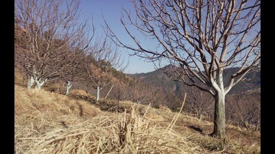 IMD officials attribute this to a few western disturbances in January with lesser moisture influx. (HT Photo) IMD officials attribute this to a few western disturbances in January with lesser moisture influx. (HT Photo)