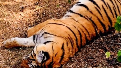 In the early hours of Monday, a'man-eater' tiger that murdered a lady two days ago when she went to gather coffee beans in a forest-ringed estate was discovered dead in Wayanad, a high-range area in Kerala, according to police. (PTI/representative) In the early hours of Monday, a'man-eater' tiger that murdered a lady two days ago when she went to gather coffee beans in a forest-ringed estate was discovered dead in Wayanad, a high-range area in Kerala, according to police. (PTI/representative)