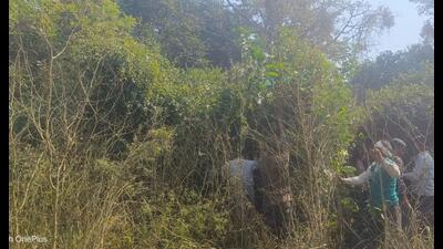 The tiger was seen on camera after six days, last recorded on January 21 (Sourced) The tiger was seen on camera after six days, last recorded on January 21 (Sourced)