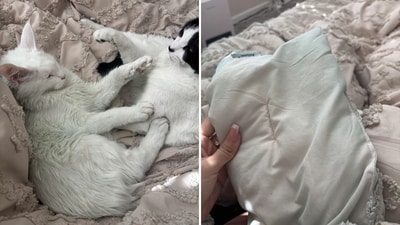 The woman noticed that things in her house, including her cat, had acquired a greenish tinge The woman noticed that things in her house, including her cat, had acquired a greenish tinge
