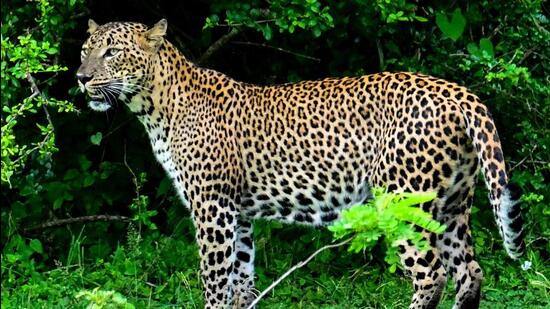 Forest officials said the presence of leopards has been reported in the area in the past. (AFP File Photo/Representative Image)