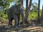 Forest minister Khandre responded positively to legislators’ requests to establish an elephant corridor near Muttatti or Neralahatti in Ramanagara district.