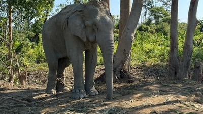 Forest minister Khandre responded positively to legislators’ requests to establish an elephant corridor near Muttatti or Neralahatti in Ramanagara district. (X/RIL_Updates) Forest minister Khandre responded positively to legislators’ requests to establish an elephant corridor near Muttatti or Neralahatti in Ramanagara district. (X/RIL_Updates)