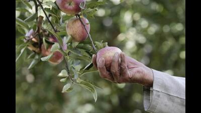 Himachal Pradesh, known as the fruit bowl of India, has been witnessing decrease in apple production. (File) Himachal Pradesh, known as the fruit bowl of India, has been witnessing decrease in apple production. (File)