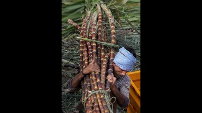 However, states with multi-feed distilleries are producing ethanol year-round using alternative grains. (REPRESENTATIVE PIC) However, states with multi-feed distilleries are producing ethanol year-round using alternative grains. (REPRESENTATIVE PIC)