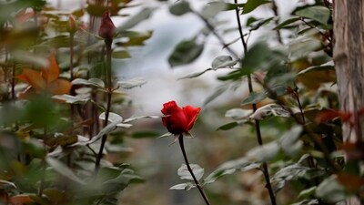 An uncut flower for export is seen in a plantation, ahead of Valentine's Day, at Sacha Rose farm, in Quito, Ecuador January 23, 2025. (REUTERS)