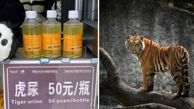 A Chinese zoo claimed that tiger urine, when mixed with white wine, helps treat rheumatoid arthritis and other conditions. (Screengrab (Rednote), Unsplash/Rishabh Pandoh) A Chinese zoo claimed that tiger urine, when mixed with white wine, helps treat rheumatoid arthritis and other conditions. (Screengrab (Rednote), Unsplash/Rishabh Pandoh)