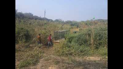 A cage set up to trap a tiger in Rehmankheda near Lucknow