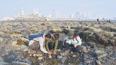 Haji Ali is one of the spots covered in Mumbai as part of the 10-day India Intertidal Bioblitz. (Bhushan Koyande/HT Photo) Haji Ali is one of the spots covered in Mumbai as part of the 10-day India Intertidal Bioblitz. (Bhushan Koyande/HT Photo)