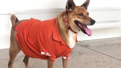 Moo Daeng was adopted by Thailand's Princess Siribha Chudabhorn Moo Daeng was adopted by Thailand's Princess Siribha Chudabhorn