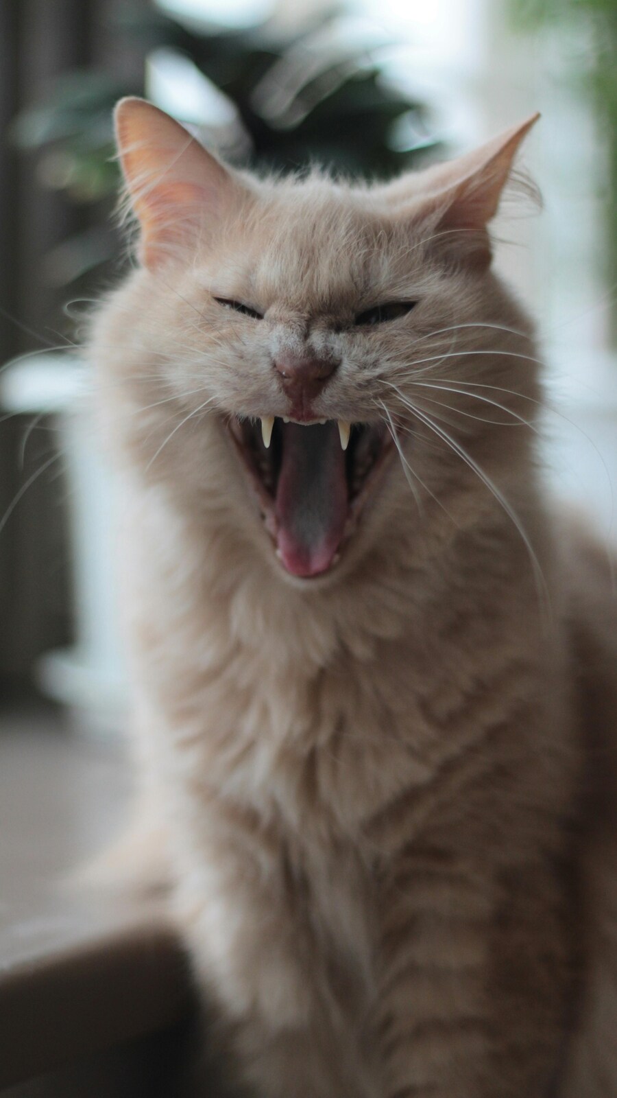 How to deal with aggressive behaviour in cats