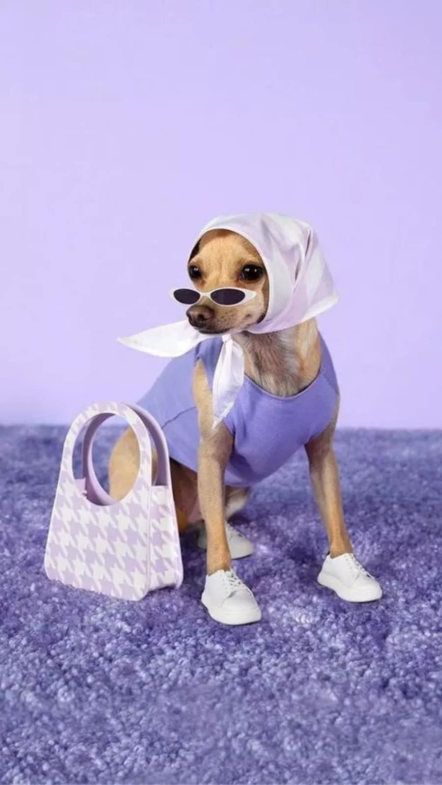 petfashion983