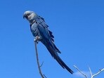 Featured in the movie Rio, the Spix’s nacaws have been at the heart of the global conservation efforts.