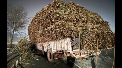The tractor-trailer after the mishap in Khanna on Thursday. (HT Photo) The tractor-trailer after the mishap in Khanna on Thursday. (HT Photo)
