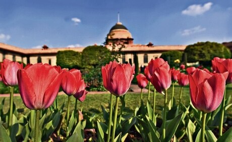 Amrit Udyan will open to public from February 2 Amrit Udyan will open to public from February 2