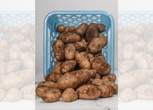 Russet potatoes are a breed favoured for American fries. (SHUTTERSTOCK)