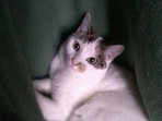 Japanese_Bobtail_Cat