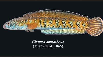 Elusive Himalayan fish rediscovered after 87 years