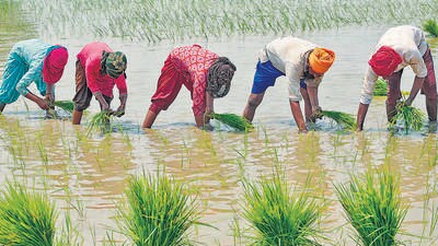 Nearly half the population still depends on a farm-based livelihood, underscoring the agriculture sector’s importance in overall growth. (AFP) Nearly half the population still depends on a farm-based livelihood, underscoring the agriculture sector’s importance in overall growth. (AFP)