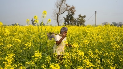 Amritsar: A farmer in a mustard field on the eve of Union Budget 2025 on the outskirts of Amritsar, Friday, Jan. 31, 2025. (PTI Photo/Shiva Sharma) (PTI01_31_2025_000227B) (PTI) Amritsar: A farmer in a mustard field on the eve of Union Budget 2025 on the outskirts of Amritsar, Friday, Jan. 31, 2025. (PTI Photo/Shiva Sharma) (PTI01_31_2025_000227B) (PTI)