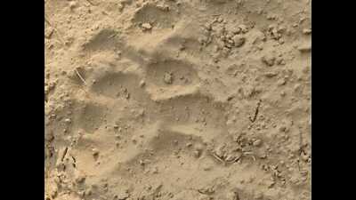 The pugmarks spotted on Friday The pugmarks spotted on Friday