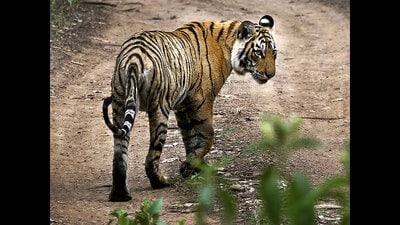 The study said that the area where tigers are found increased from 66,389 sq km in 2002 to 99,516 sq km in 2018 with 45% of the growth in area recorded between 2014 and 2018. (AP PHOTO)