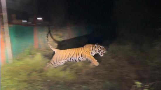 Tiger ST-2303 (RVT-4) jumps out of the cage after being released in Ramgarh Vishadhaari Tiger Reserve on November 11. (Sourced photo)