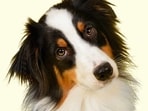 dogheadtilt3847