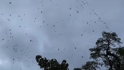 In São Thomé das Letras, Brazil, hundreds of spiders cascaded from the sky during a mating ritual, leaving locals astounded by the surreal scene. (X/@EvanKirstel) In São Thomé das Letras, Brazil, hundreds of spiders cascaded from the sky during a mating ritual, leaving locals astounded by the surreal scene. (X/@EvanKirstel)