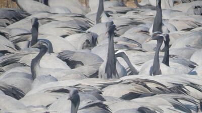 Every year, approximately 20,000 cranes migrate to this small village, making it a globally significant site along the Central Asian Flyway Every year, approximately 20,000 cranes migrate to this small village, making it a globally significant site along the Central Asian Flyway
