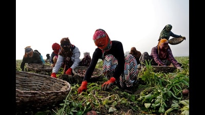 Farm labourers harvest potatoes at a field in Subhri village, in the northern state of Haryana, India, February 1, 2025. REUTERS/Bhawika Chhabra (REUTERS) Farm labourers harvest potatoes at a field in Subhri village, in the northern state of Haryana, India, February 1, 2025. REUTERS/Bhawika Chhabra (REUTERS)