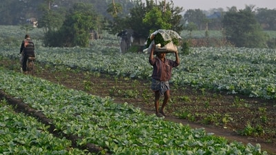 A farmer carrying vegetables during a foggy day in Kolkata, India (Photo by Samir Jana/ Hindustan Times) A farmer carrying vegetables during a foggy day in Kolkata, India (Photo by Samir Jana/ Hindustan Times)