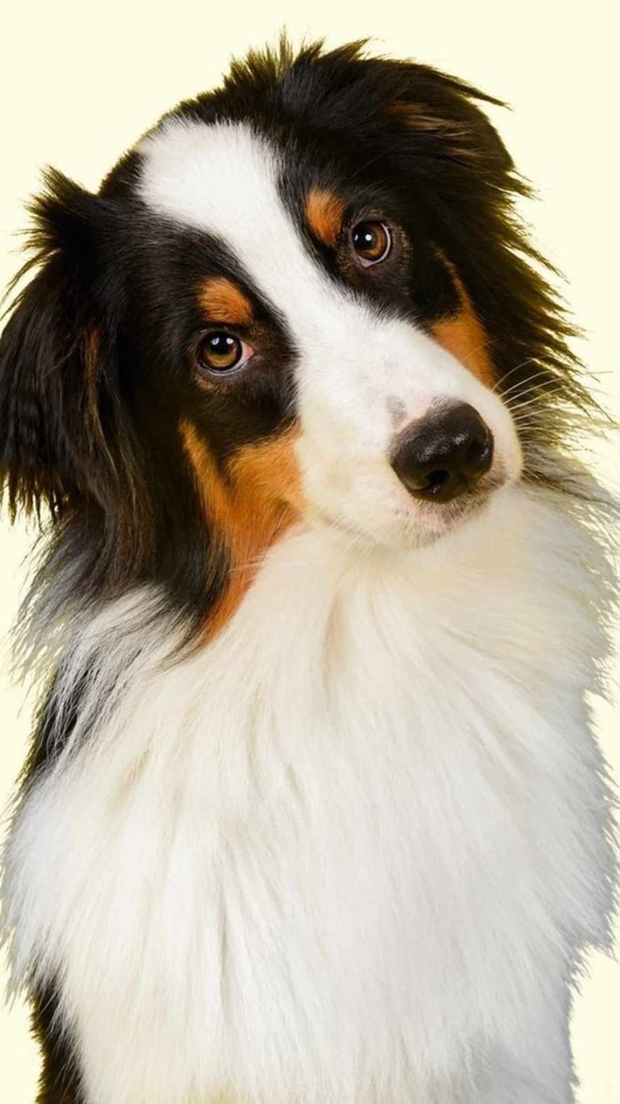 dogheadtilt3847