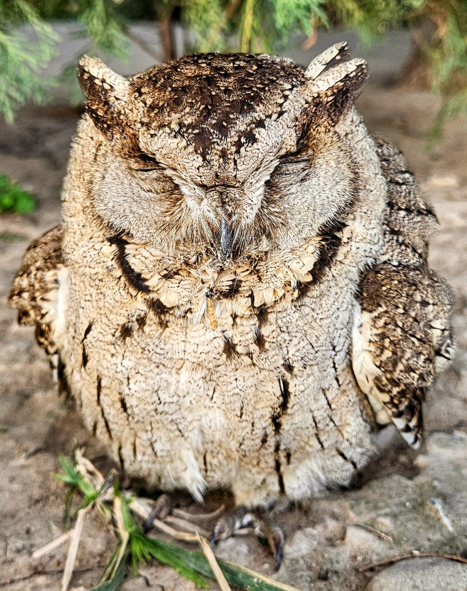 Wildbuzz | Escape from the eagle’s clutches