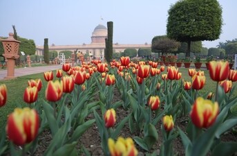 More than 50,000 tulips are planted this year, to adorn the precincts of the Rashtrapati Bhavan where the Amrit Udyan exists. (Photo: Manoj Verma/HT)