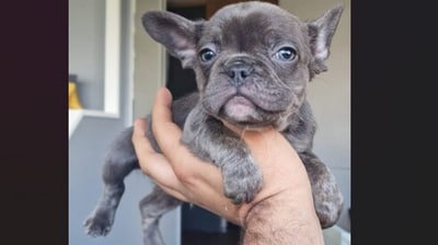 A locksmith found himself locked out of his van by his French bulldog. (Facebook/Peter Macann) A locksmith found himself locked out of his van by his French bulldog. (Facebook/Peter Macann)