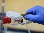 A herpetologist milks the venom out of a snake at Kenya Snakebite Research and Intervention Centre (KSRIC) in Nairobi, Kenya, Friday, April 5, 2024. (AP Photo/Andrew Kasuku)