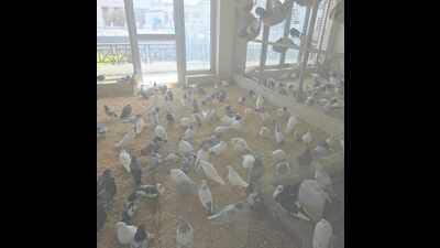 A Karnal NGO, Jivo Manglam, has saved thousands of injured and sick birds since 2002. (HT Photo)