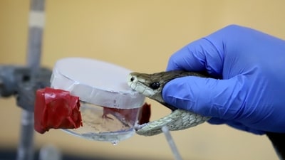 A herpetologist milks the venom out of a snake at Kenya Snakebite Research and Intervention Centre (KSRIC) in Nairobi, Kenya, Friday, April 5, 2024. (AP Photo/Andrew Kasuku) (AP)