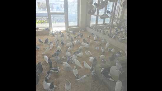 A Karnal NGO, Jivo Manglam, has saved thousands of injured and sick birds since 2002. (HT Photo)