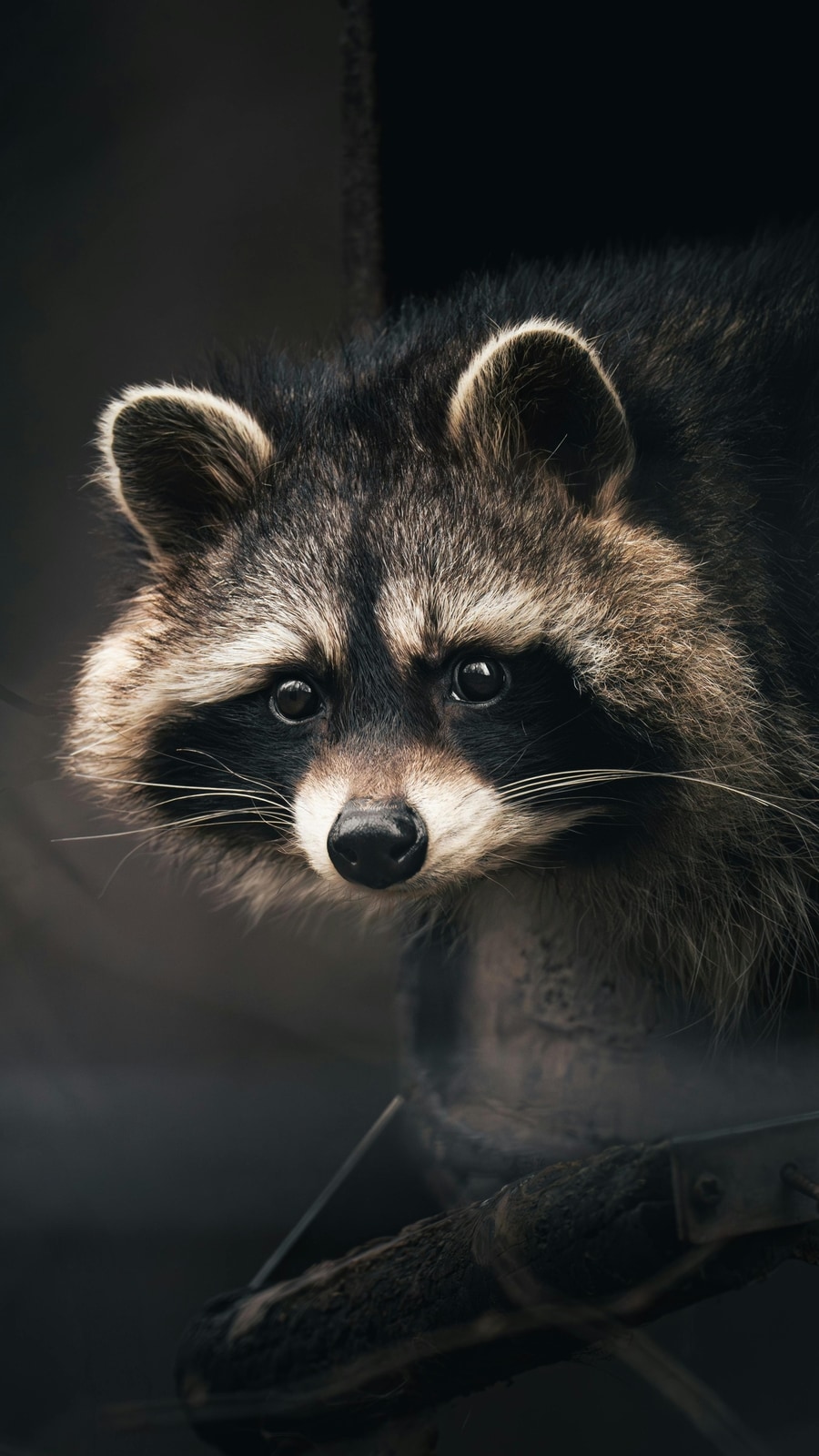 Abimal Cu R 7 animals with ‘R’ names – how many do you know?