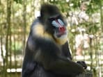 Mandrill