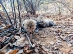 Female cheetah Veera gave birth the two cubs in Kuno on Tuesday, February 4. Female cheetah Veera gave birth the two cubs in Kuno on Tuesday, February 4.