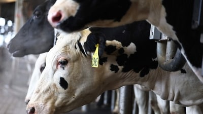 The minister's statement came in the wake of outrage over the recent incident of the slaughtering of a pregnant cow near Honnavar. (Getty Images via AFP)